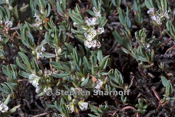 polygonum shastense 3 graphic